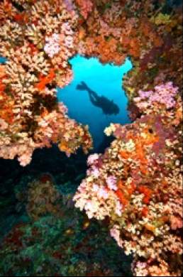 Guest Diving through the Coral Reefs