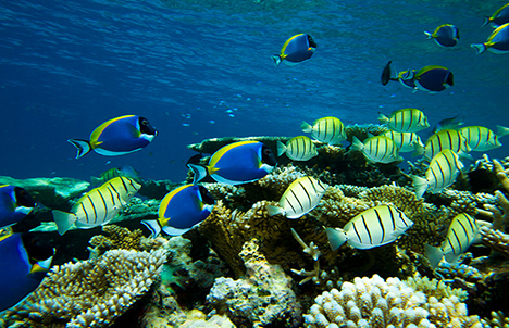 Diving Experiences with Holiday Inn Resort Maldives