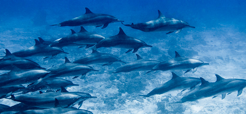 Pod of Dolphins in the Maldives