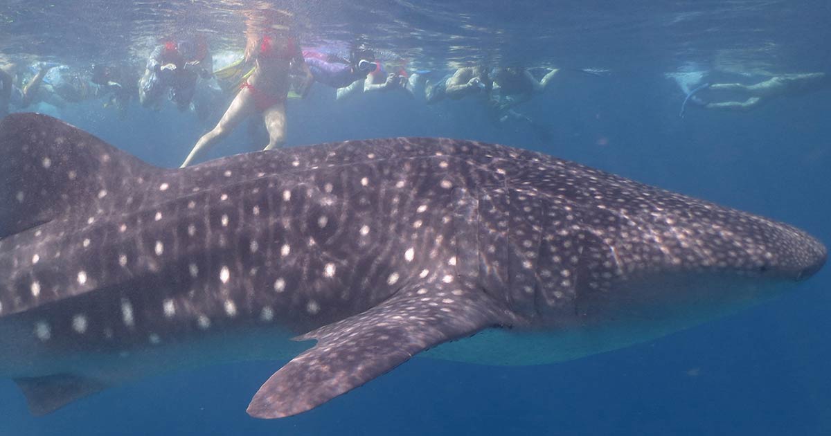 Whale Shark Snorkeling Maldives | Holiday Inn Kandooma