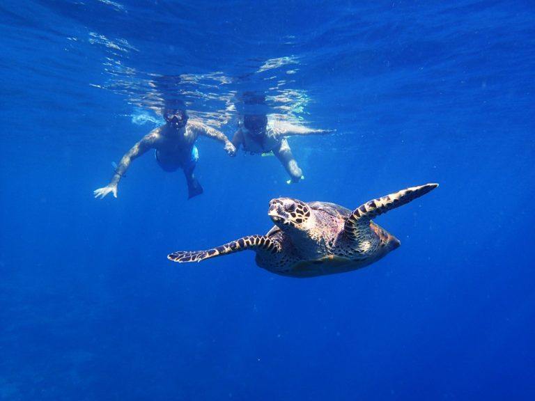Guests Snorkelling with Turtles at Holiday Inn Resort Kandooma Maldives