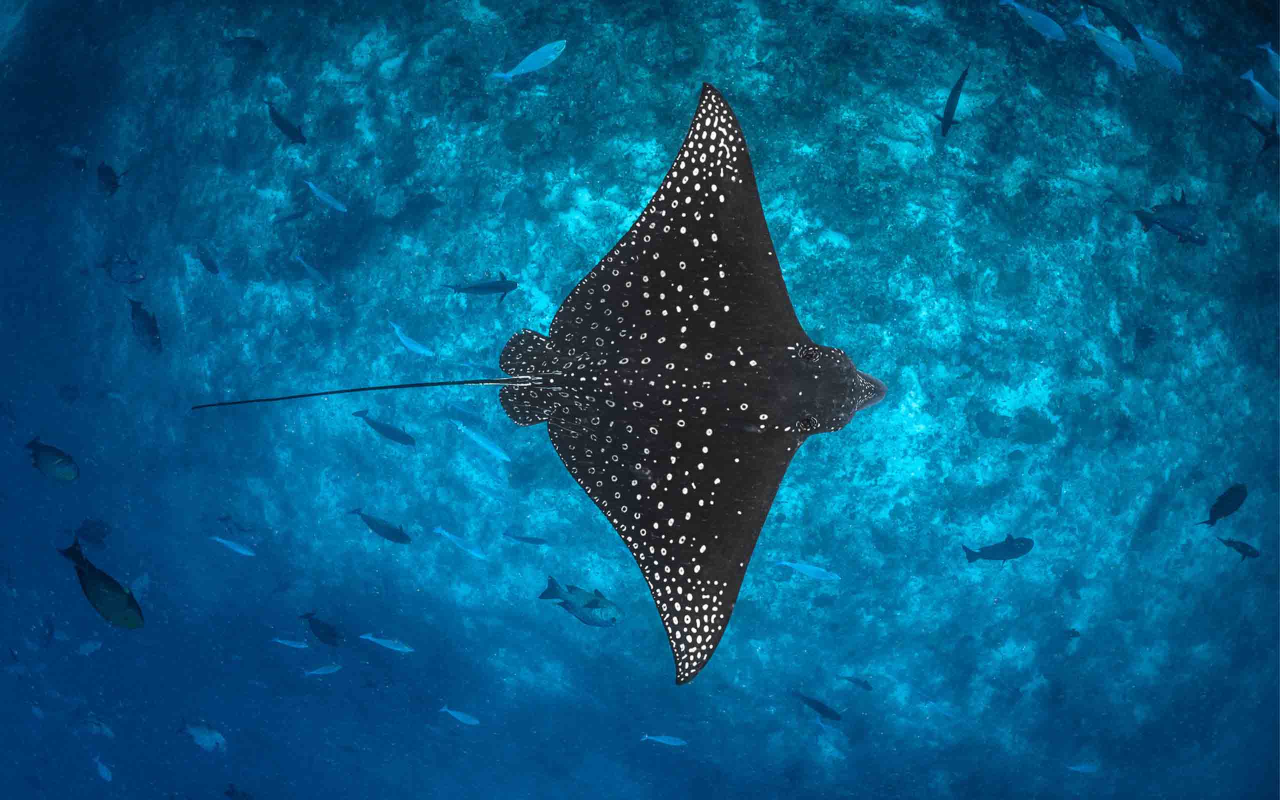 Spotted Eagle Ray 